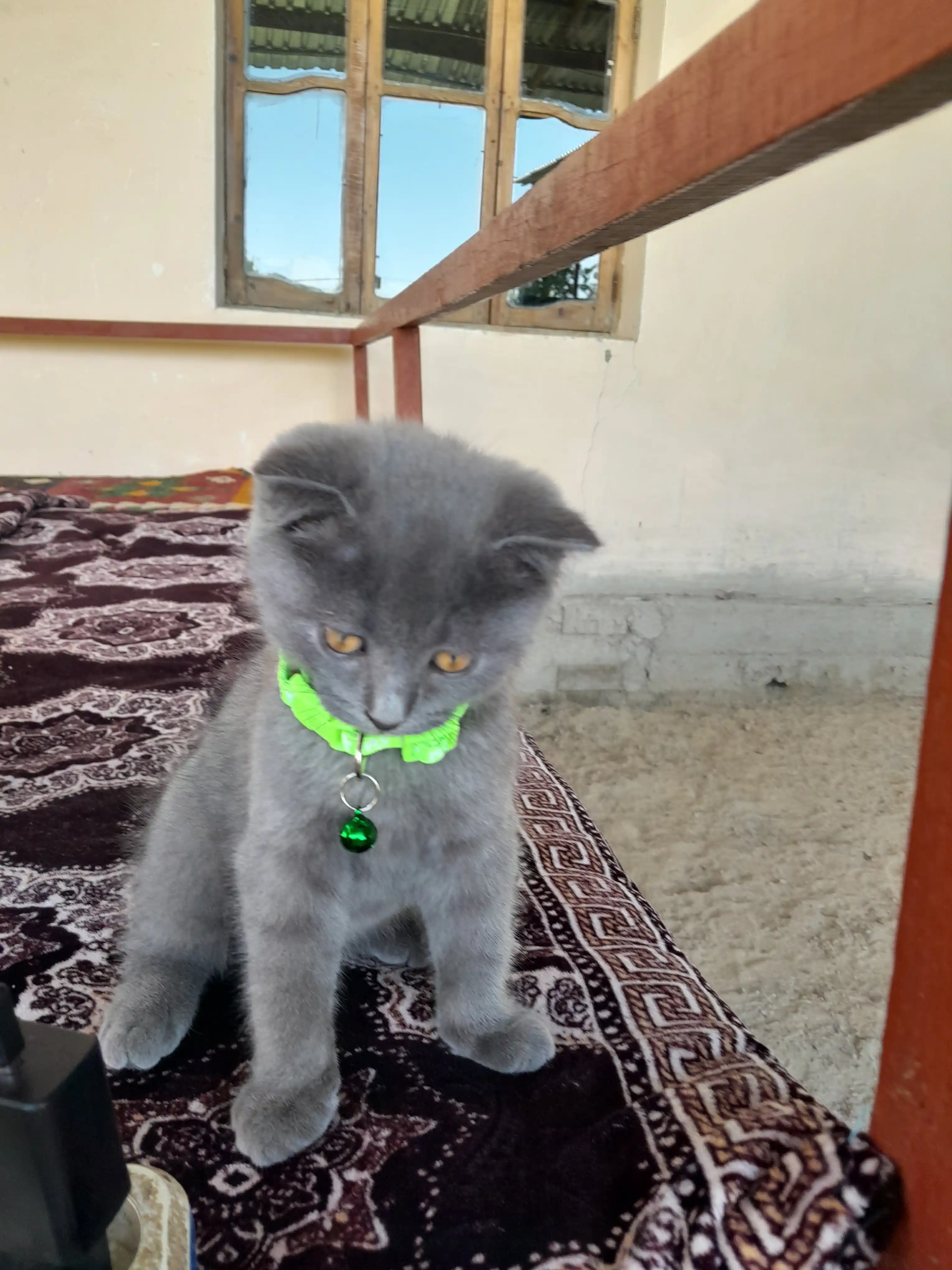 Mushuklar va itlar uchun yoqalar, qo'ng'iroqli kichik zotlar uchun