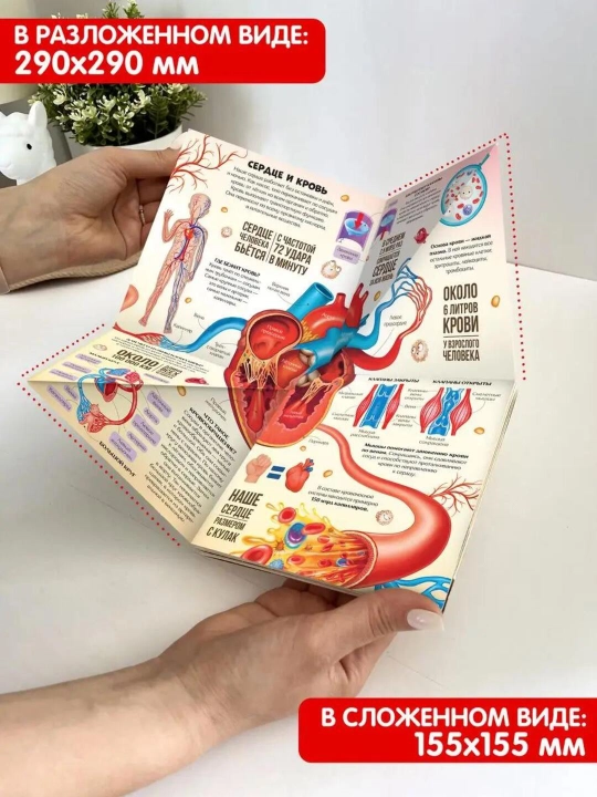 Malamalama «Книжка-трансформер» — картонная энциклопедия-оригами для детей от 3 лет