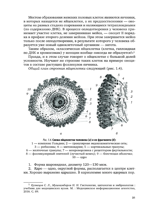 Эмбриология. 2-е издание, испр. и доп. Учебник и практикум для СПО