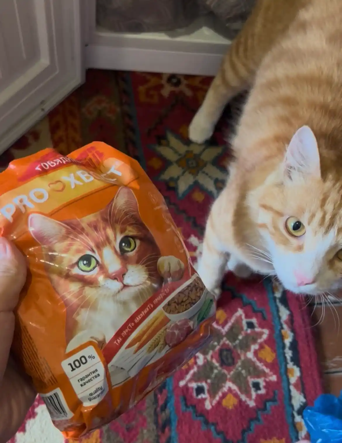 ProXвост mushuklar uchun quruq yem mol go'shti, 350 gr