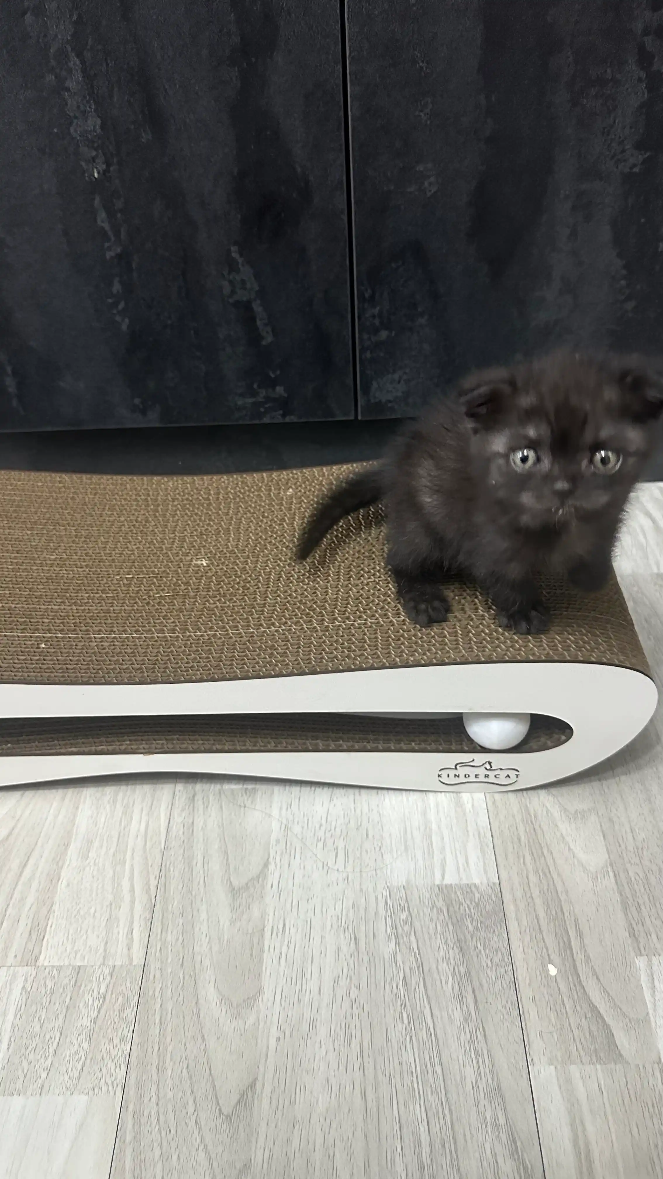 Tirnash ustuni KinderCat Saturn + koptok mushuklar uchun