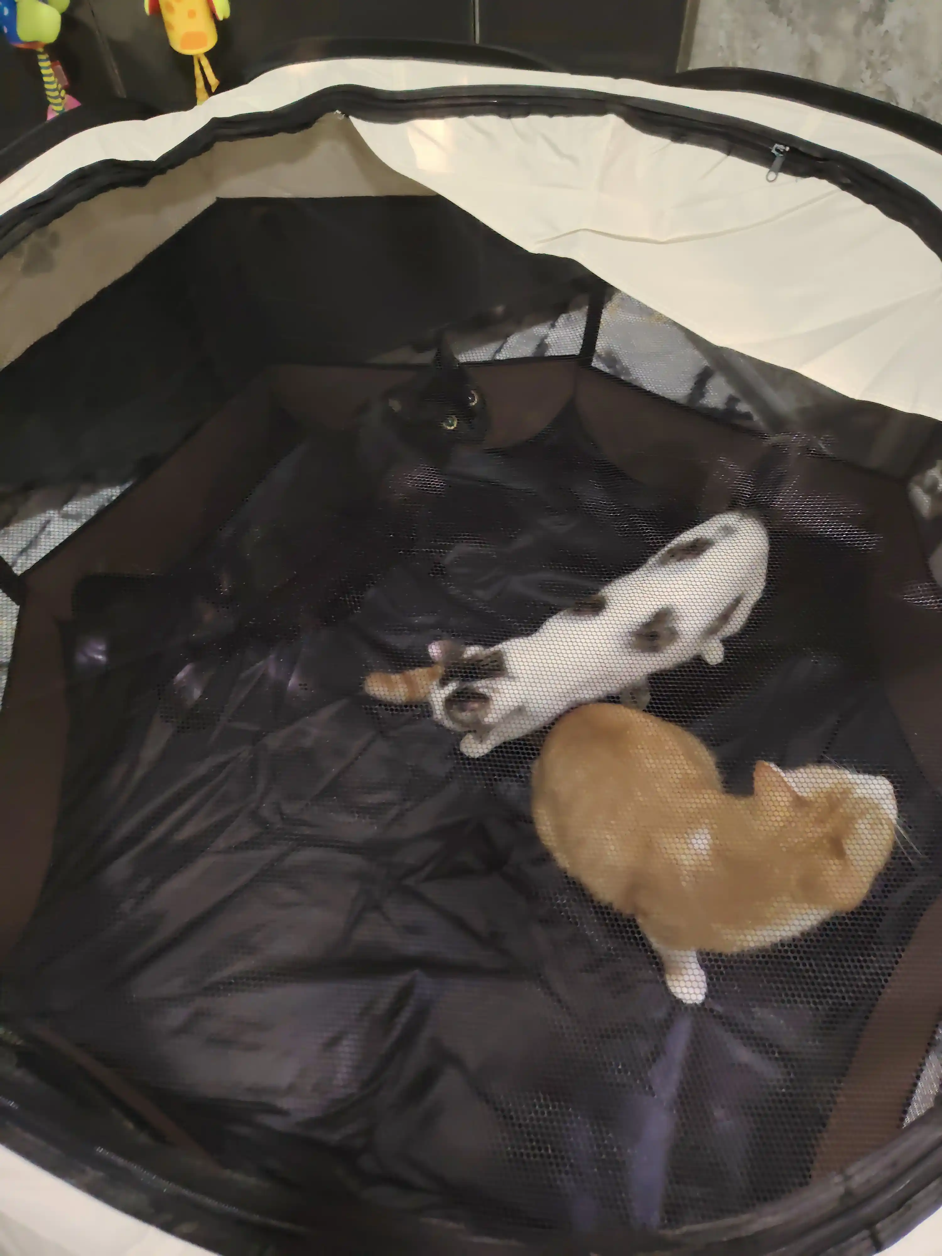 Mushuklar va itlar uchun buklanadigan volyer-manej tent, S-M-L