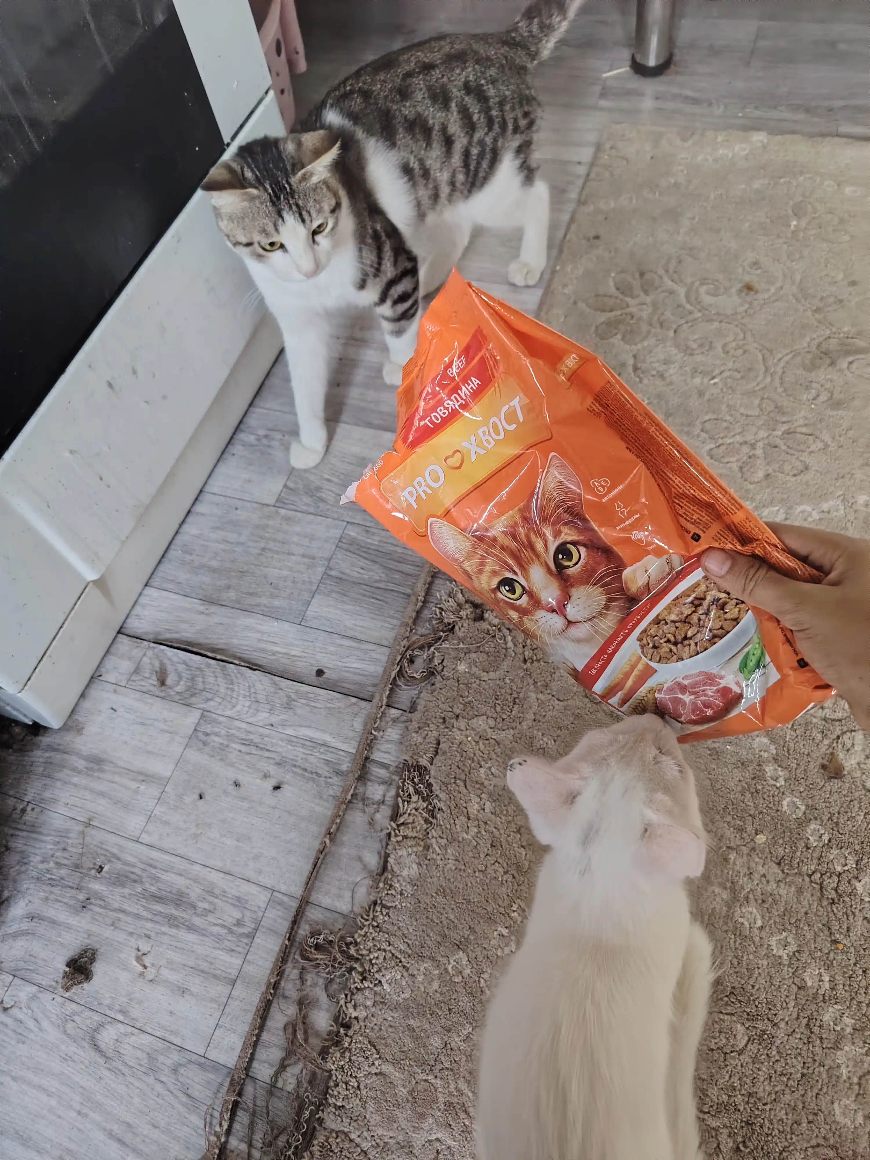 ProXвост mushuklar uchun quruq yem mol go'shti, 350 gr