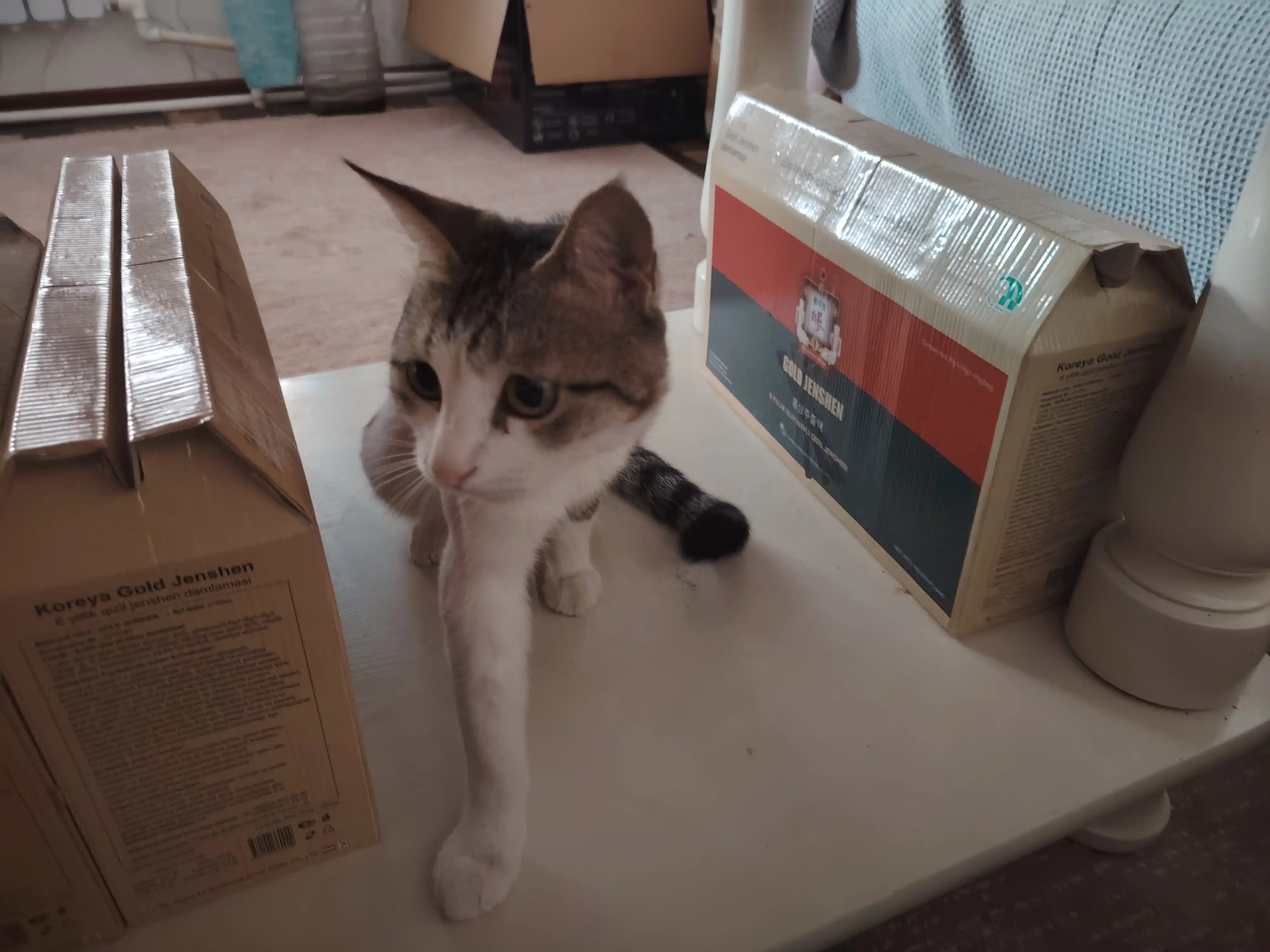 ProXвост mushuklar uchun quruq yem mol go'shti, 350 gr
