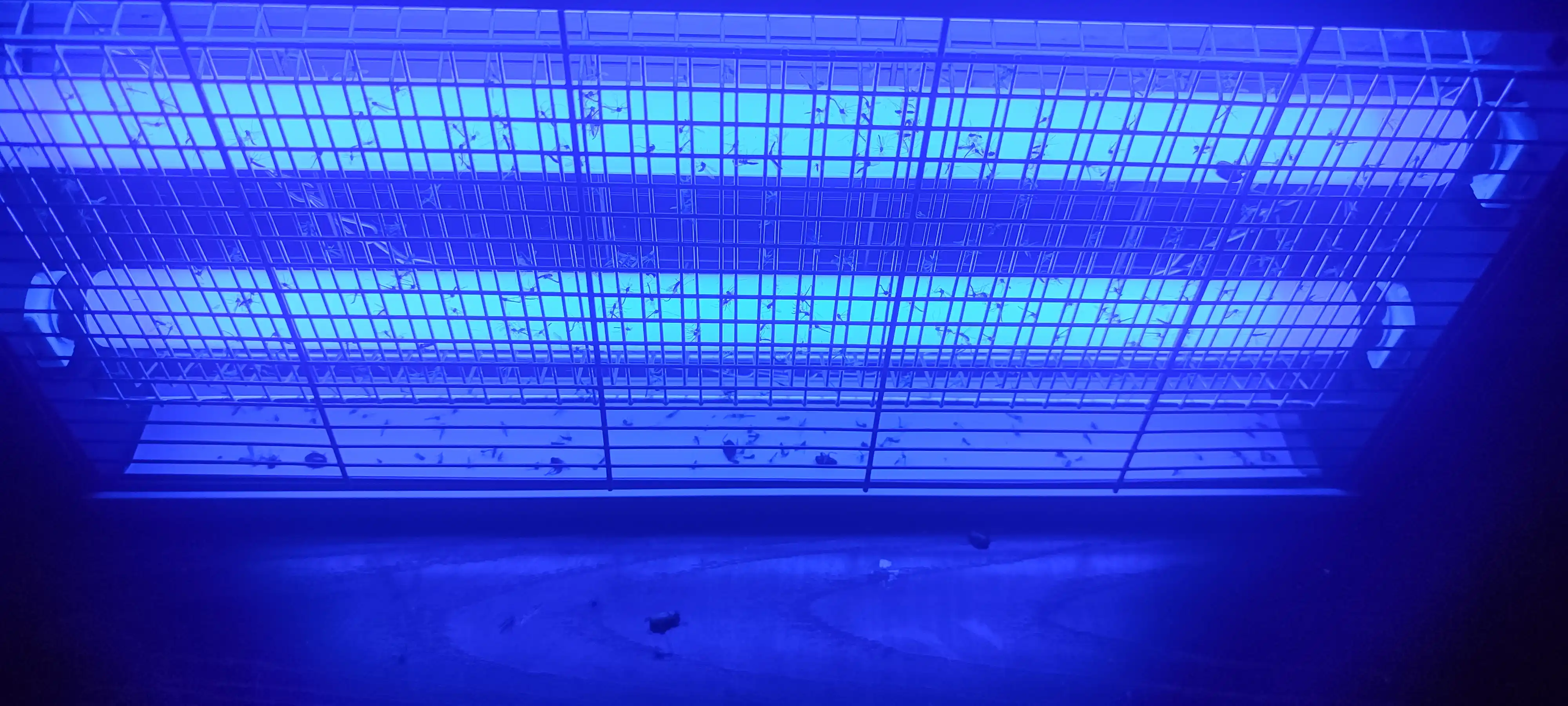 Elektr pashshaboz, ultrabinafsha, chivin va pashshalardan himoya qiladi