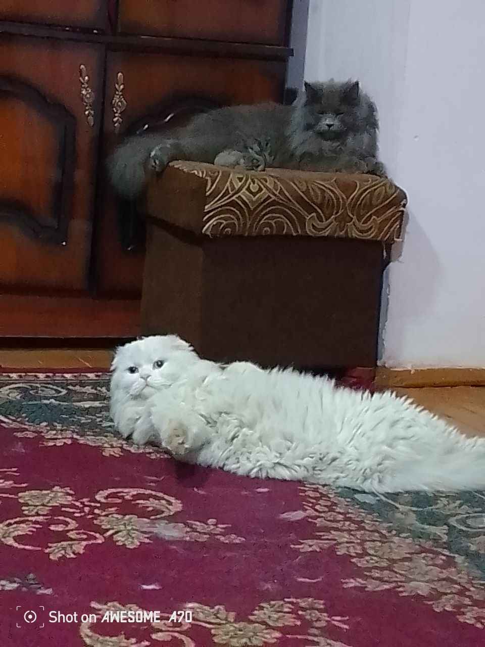 Katta kokrakli qizlar bilan jinsiy aloqa video