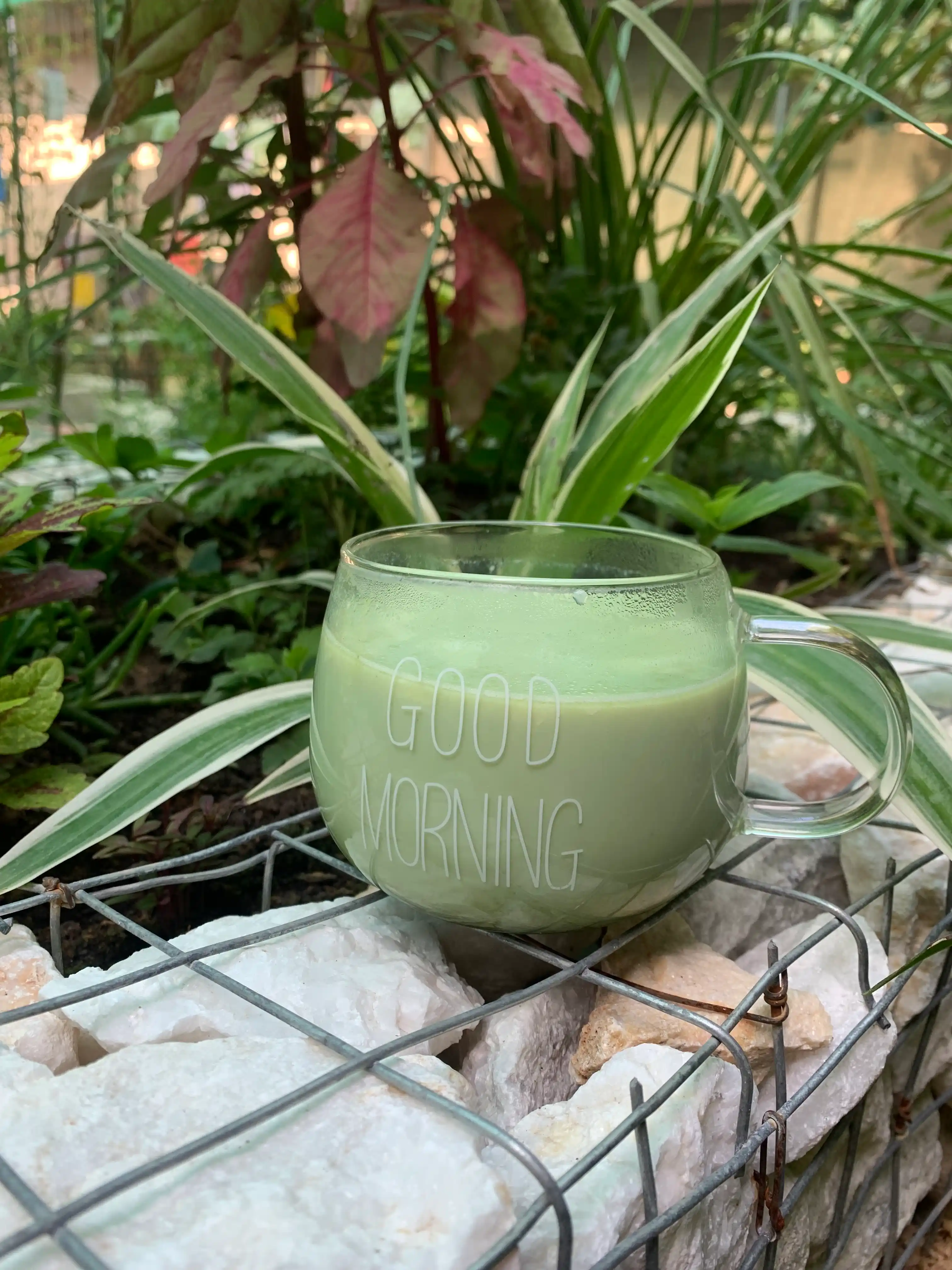 Matcha yashil choyi, 100% kukunli