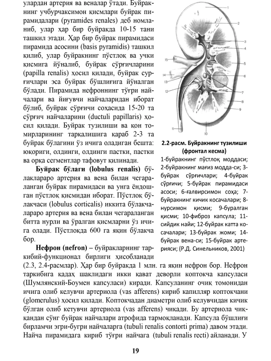 Бошлангич урология