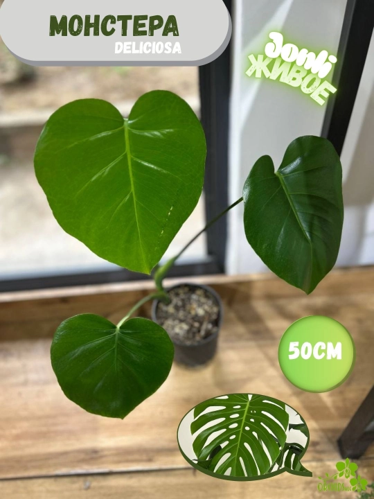 Monstera – monkey, deliciosa, variegata, pinatipartita, minimauy uchun - 