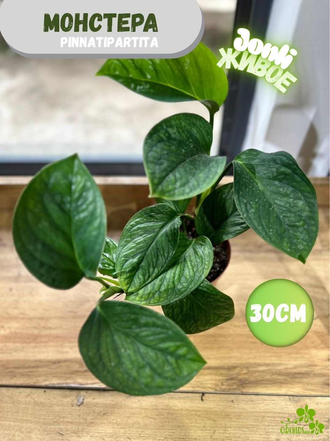 Monstera – monkey, deliciosa, variegata, pinatipartita, minimauy uchun - 