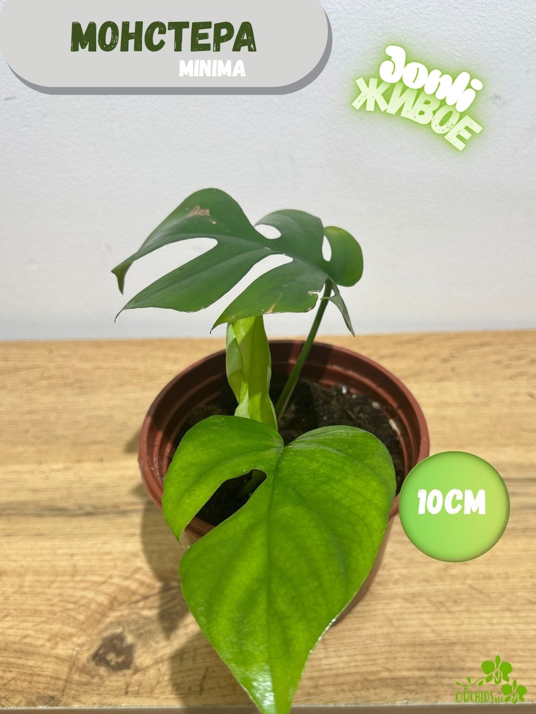 Monstera – monkey, deliciosa, variegata, pinatipartita, minimauy uchun - 