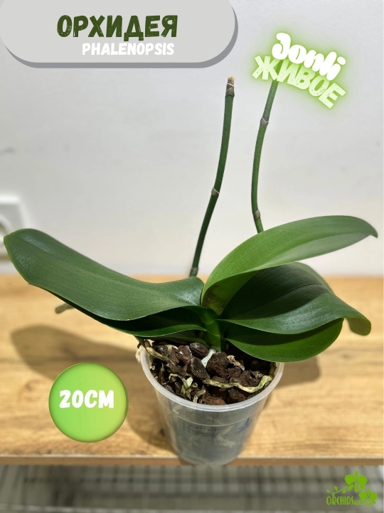 Orxideya – Phalaenopsis va Boshmachok, nafis ekzotik gullar - 