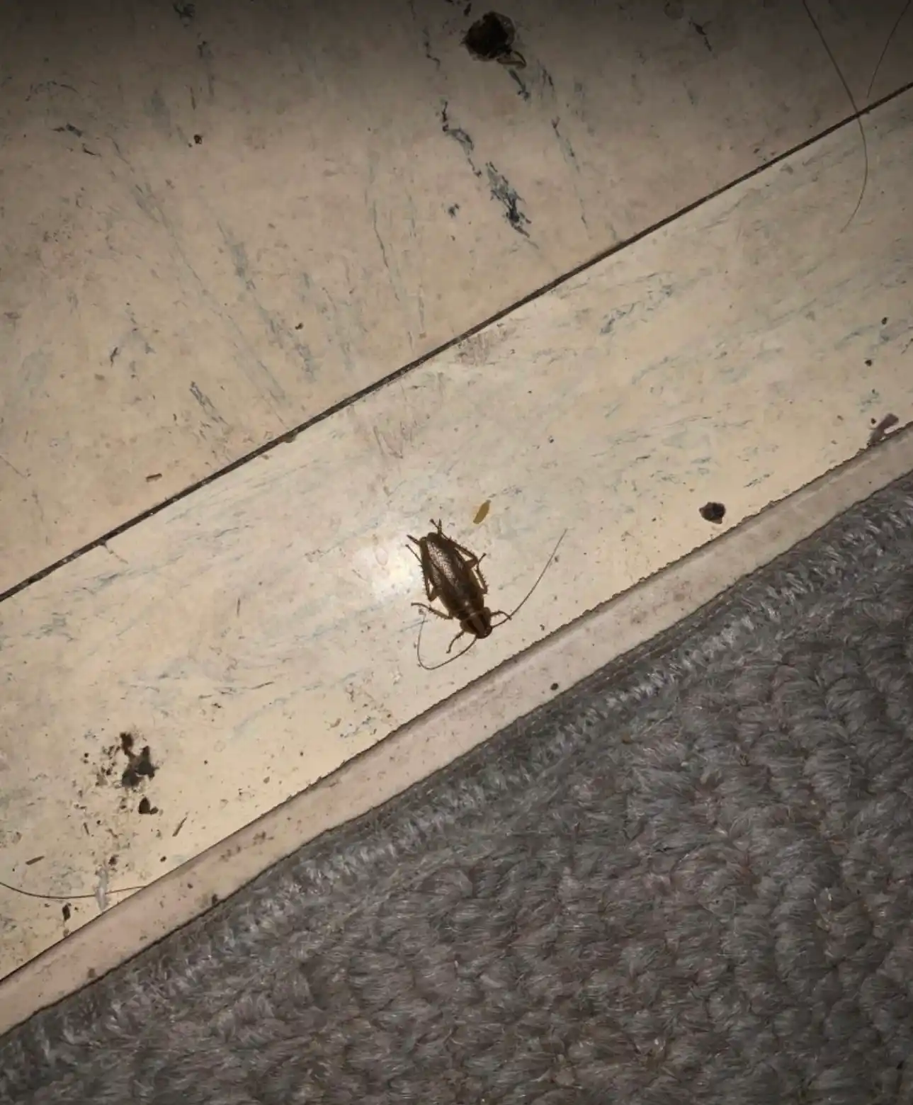 Advion Cockroach эффективное средство от тараканов из США, 4шт по 30 г
