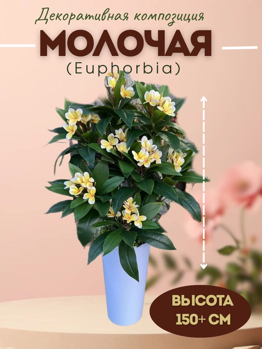 Molochaya dekorotiv kompozitsiyasi - 