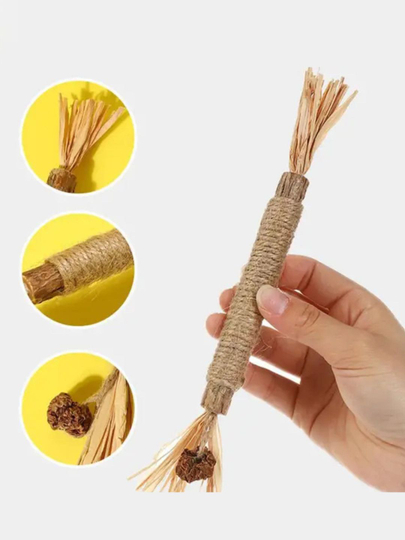 Qizning kokragidan sut sogib olinadi