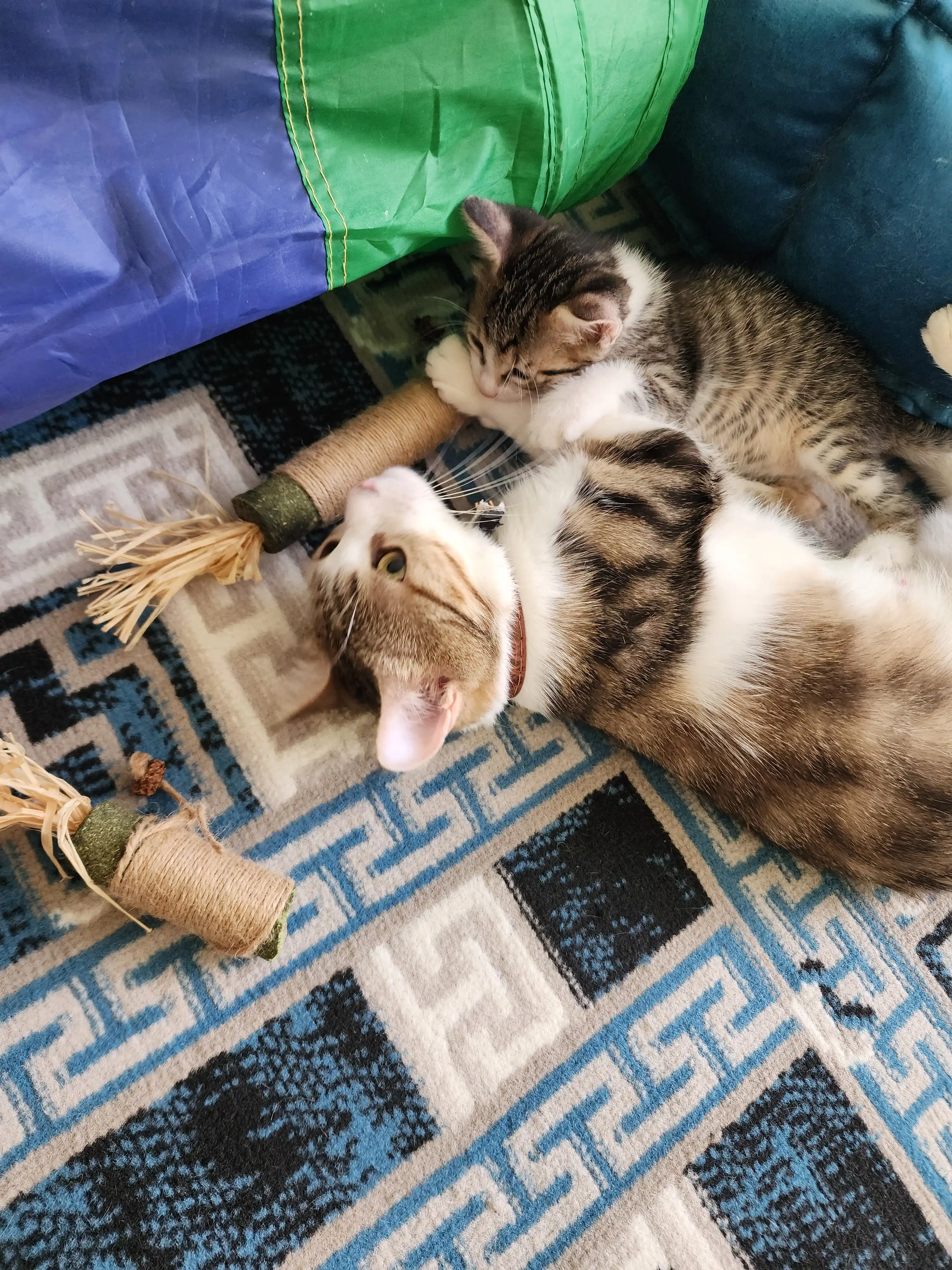 Игрушка для кошек с лакомством кошачьей мятой, шарик, лизун