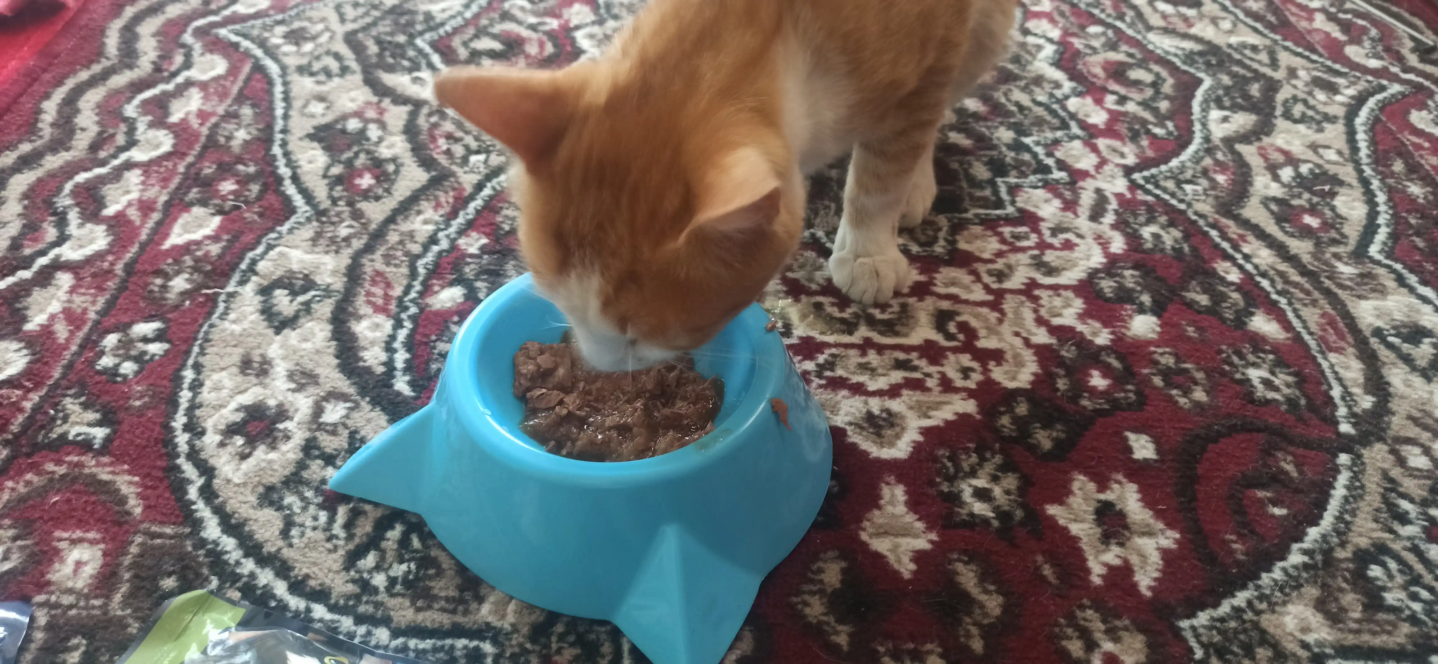 Миска для котят, в виде мордочки кошки с ушками, 15*4,5 см