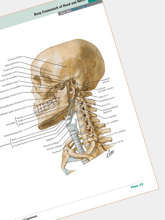 Tibbiyot kitobi, odam anatomiyasi atlasi, ATLAS OF HUMAN ANATOMY, Frank Netter