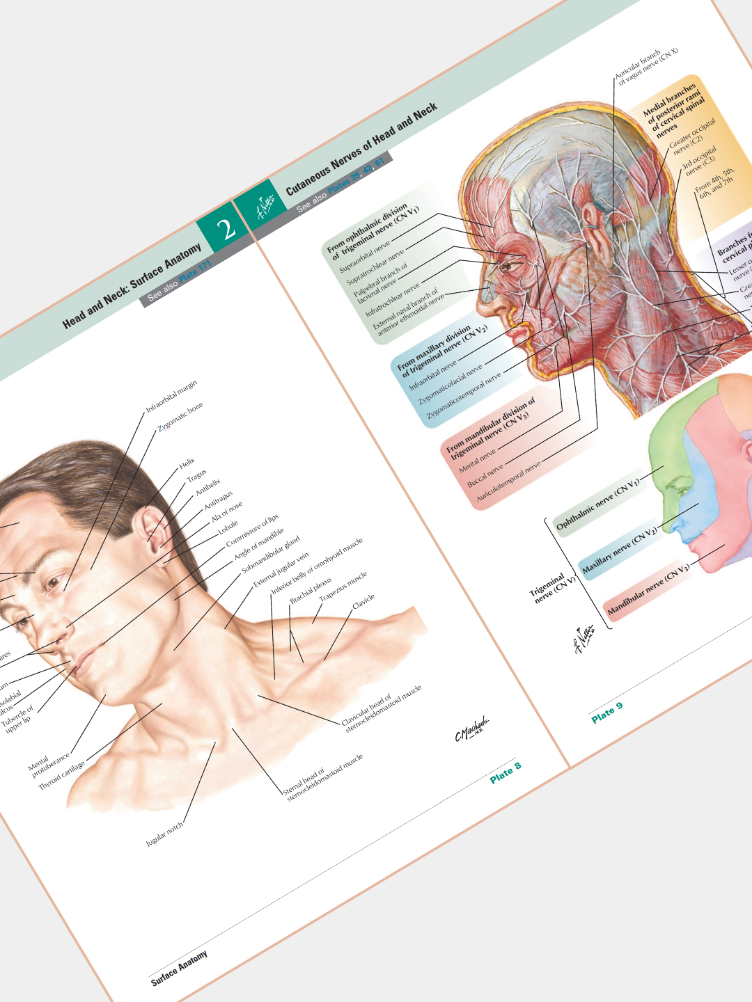 Tibbiyot kitobi, odam anatomiyasi atlasi, ATLAS OF HUMAN ANATOMY, Frank Netter