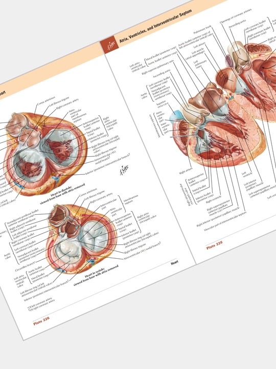 Tibbiyot kitobi, odam anatomiyasi atlasi, ATLAS OF HUMAN ANATOMY, Frank Netter