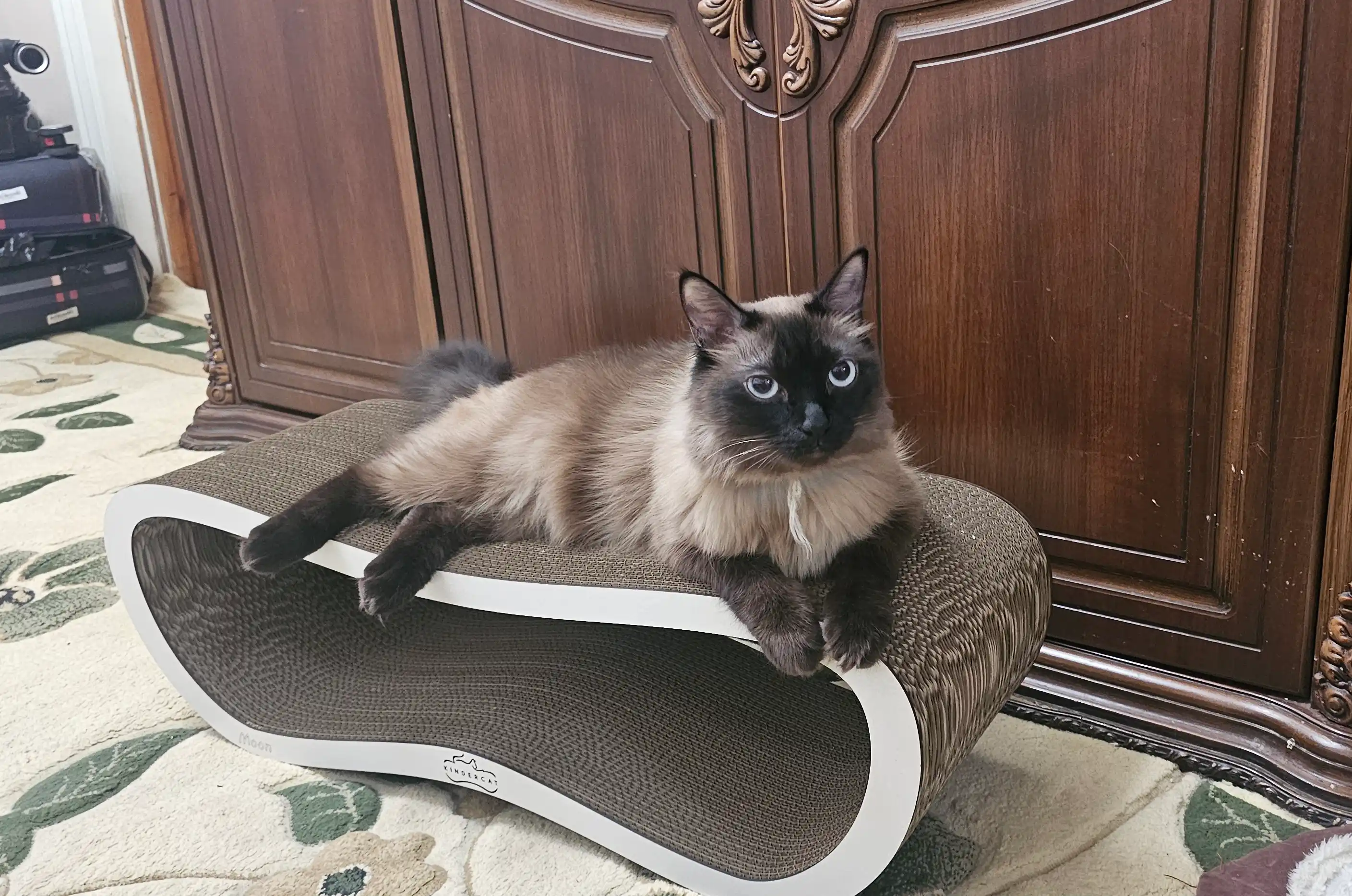 Tirnash ustuni, KinderCat Moon, mushuklar uchun