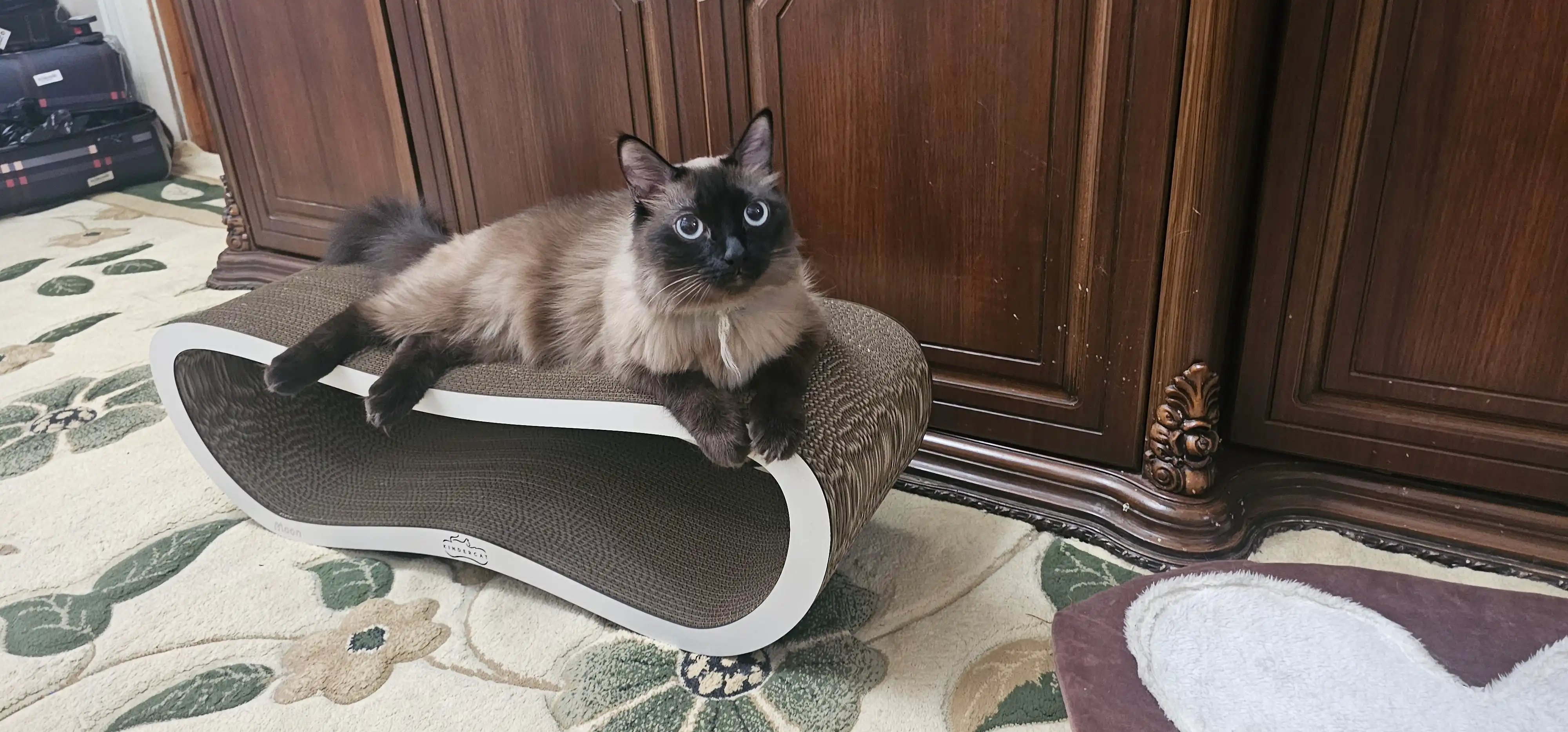 Tirnash ustuni, KinderCat Moon, mushuklar uchun