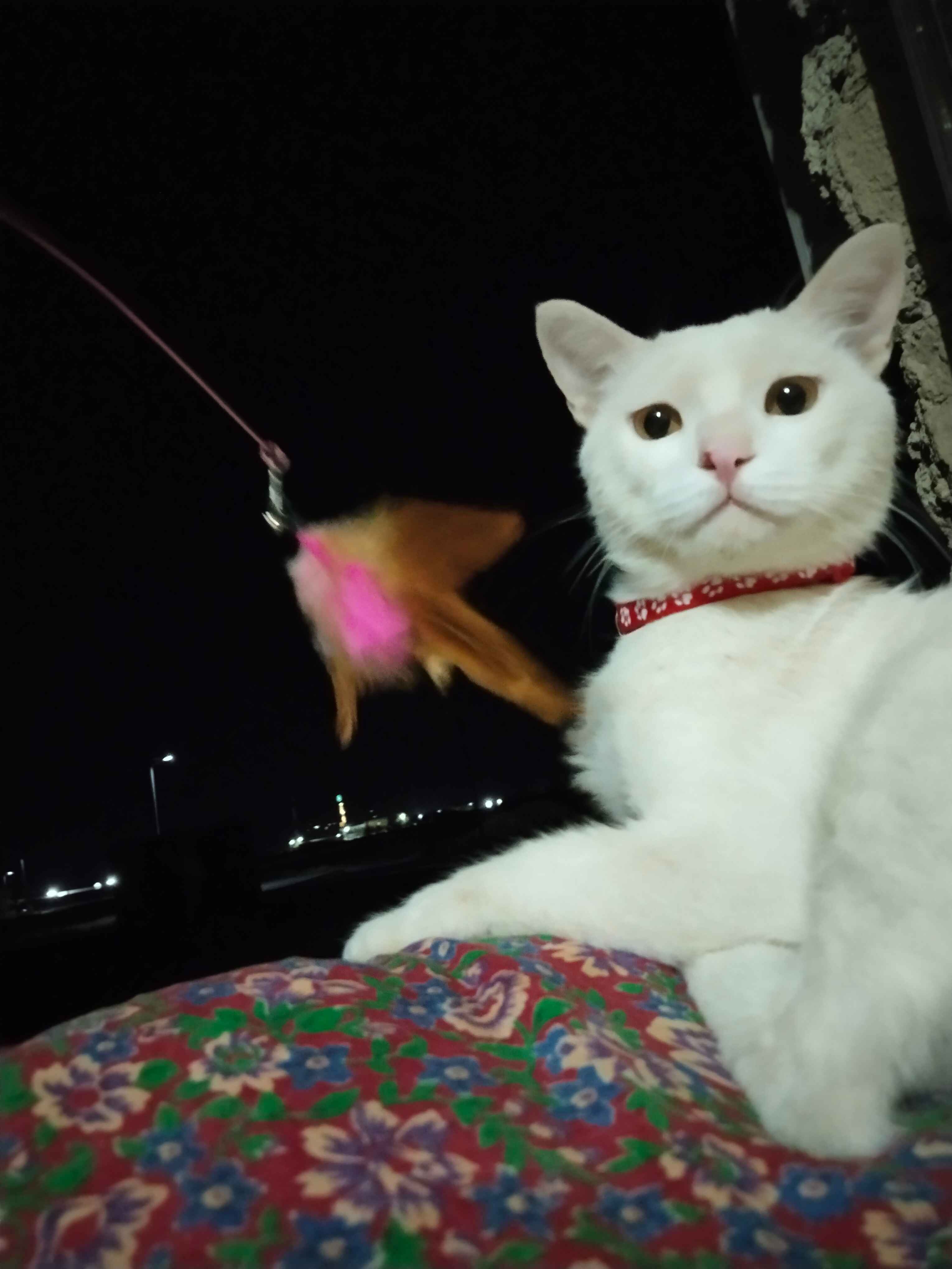 Veronika Avluv porno videolarni tomosha qilish