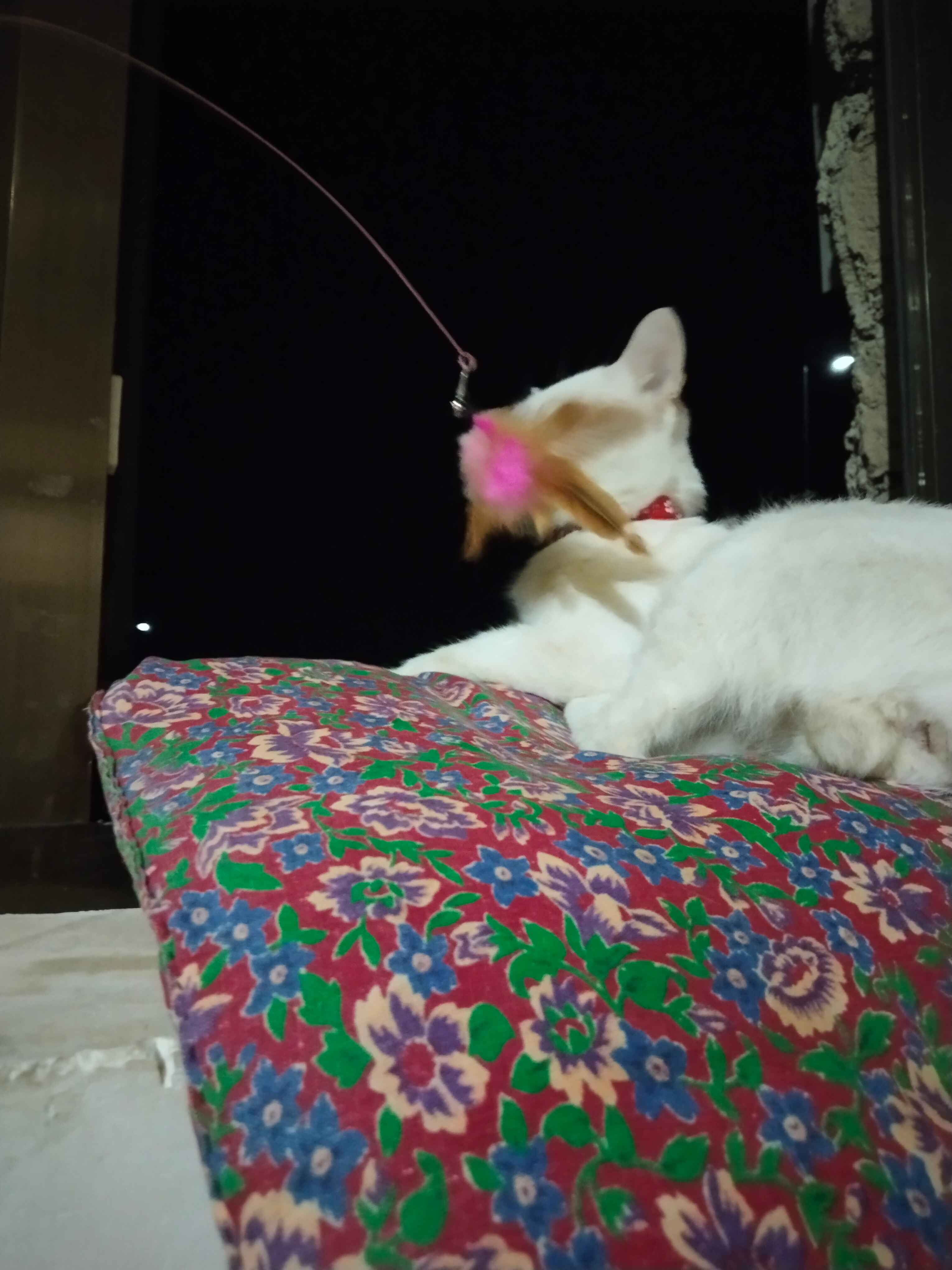 Enaga bilan jinsiy oyinlar