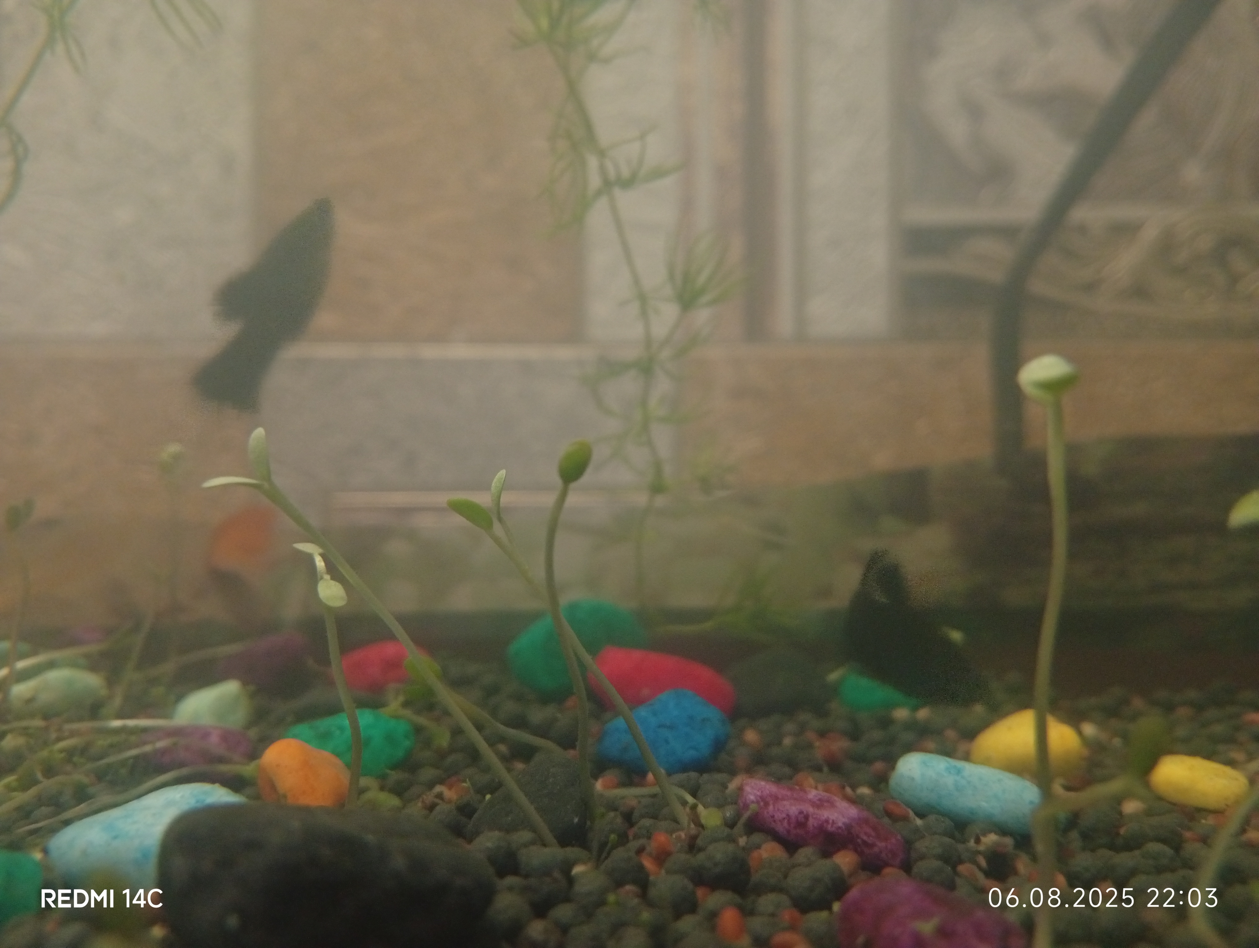 Семена водных растений для аквариума