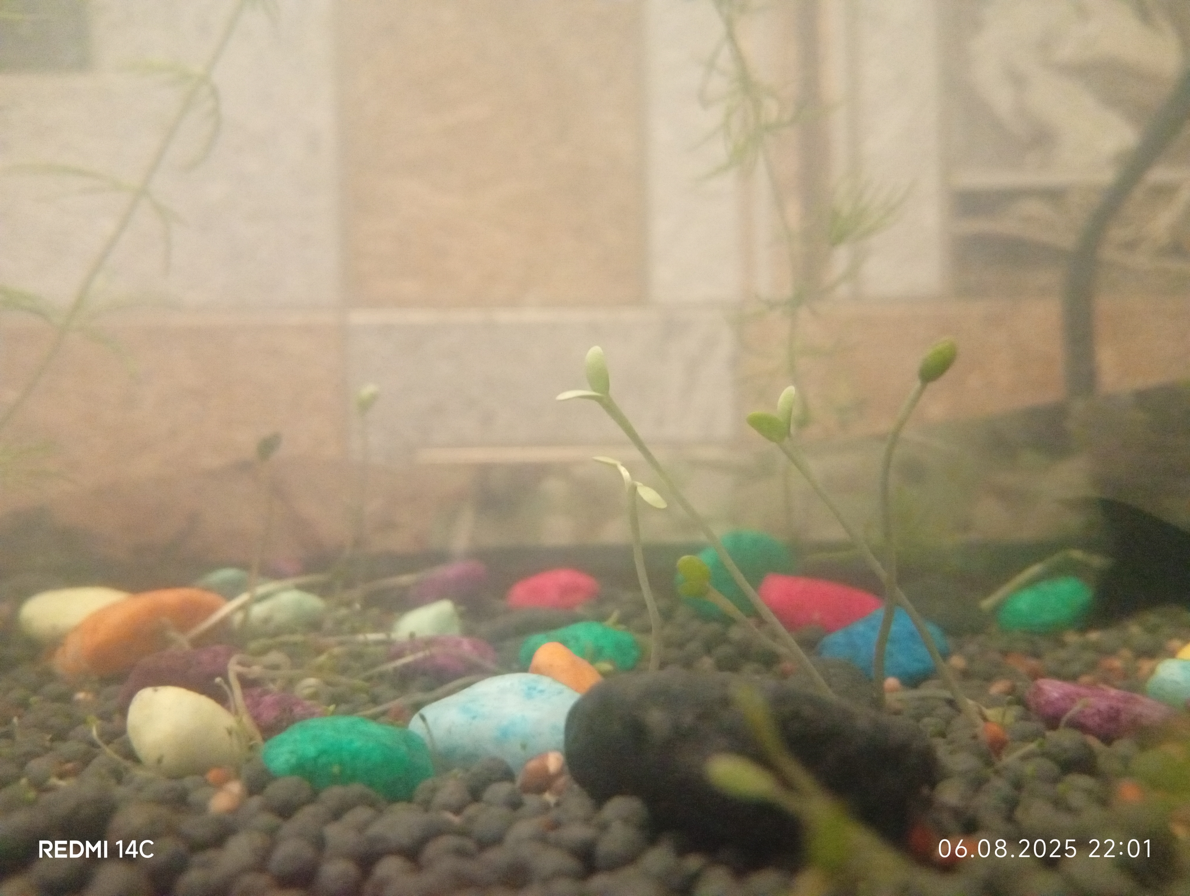 Семена водных растений для аквариума