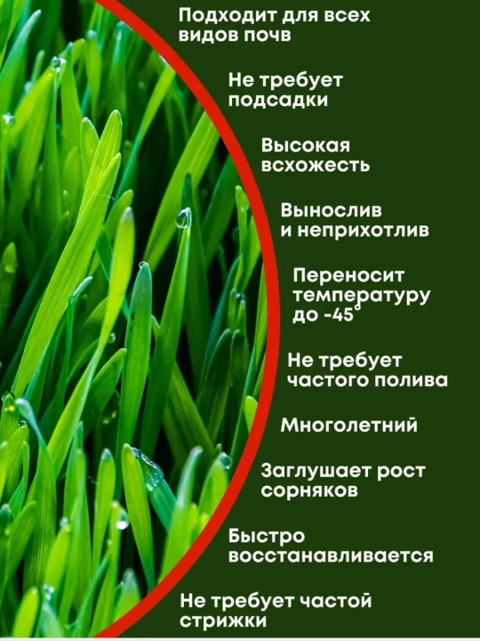 Gazon urug'lari, oyin maydonchalari va faol dam olish uchun maysa uruglari, 500 g
