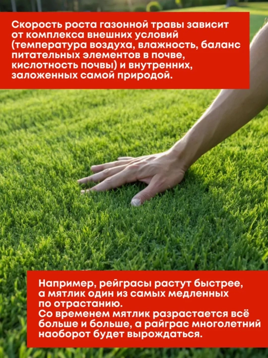 Gazon urug'lari, oyin maydonchalari va faol dam olish uchun maysa uruglari, 500 g