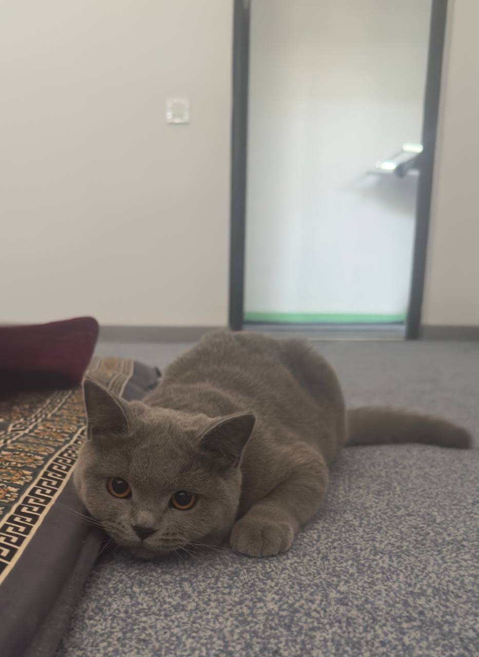 Felix Ikki barobar mazali mushuklar uchun quruq ozuqa, go‘shtl, 600 gr