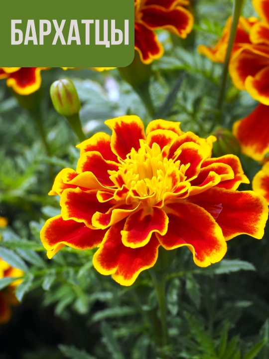 Gul urug'lari Coreopsis, Morning Glory, Moychechak, Aster, Verbena, chinnigullar, Dahlia - 