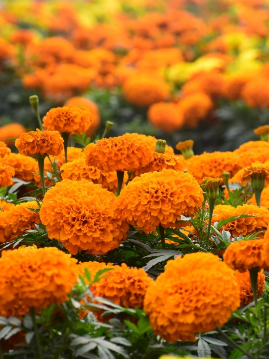 Gul urug'lari Coreopsis, Morning Glory, Moychechak, Aster, Verbena, chinnigullar, Dahlia