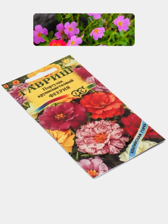 Gul urug'lari Coreopsis, Morning Glory, Moychechak, Aster, Verbena, chinnigullar, Dahlia