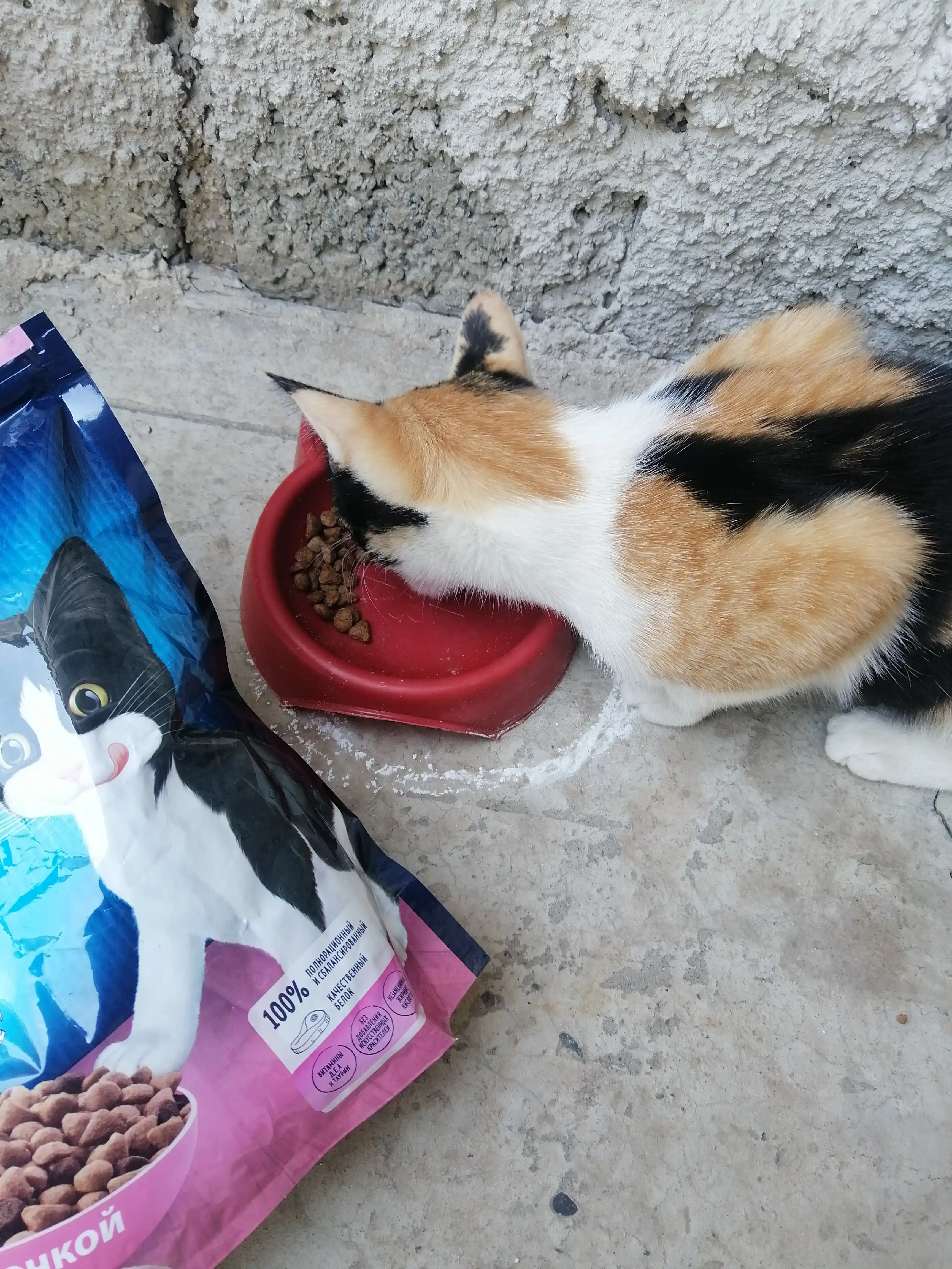 Felix mushukchalar uchun quruq ovqat, tovuq goshtli 600 gr