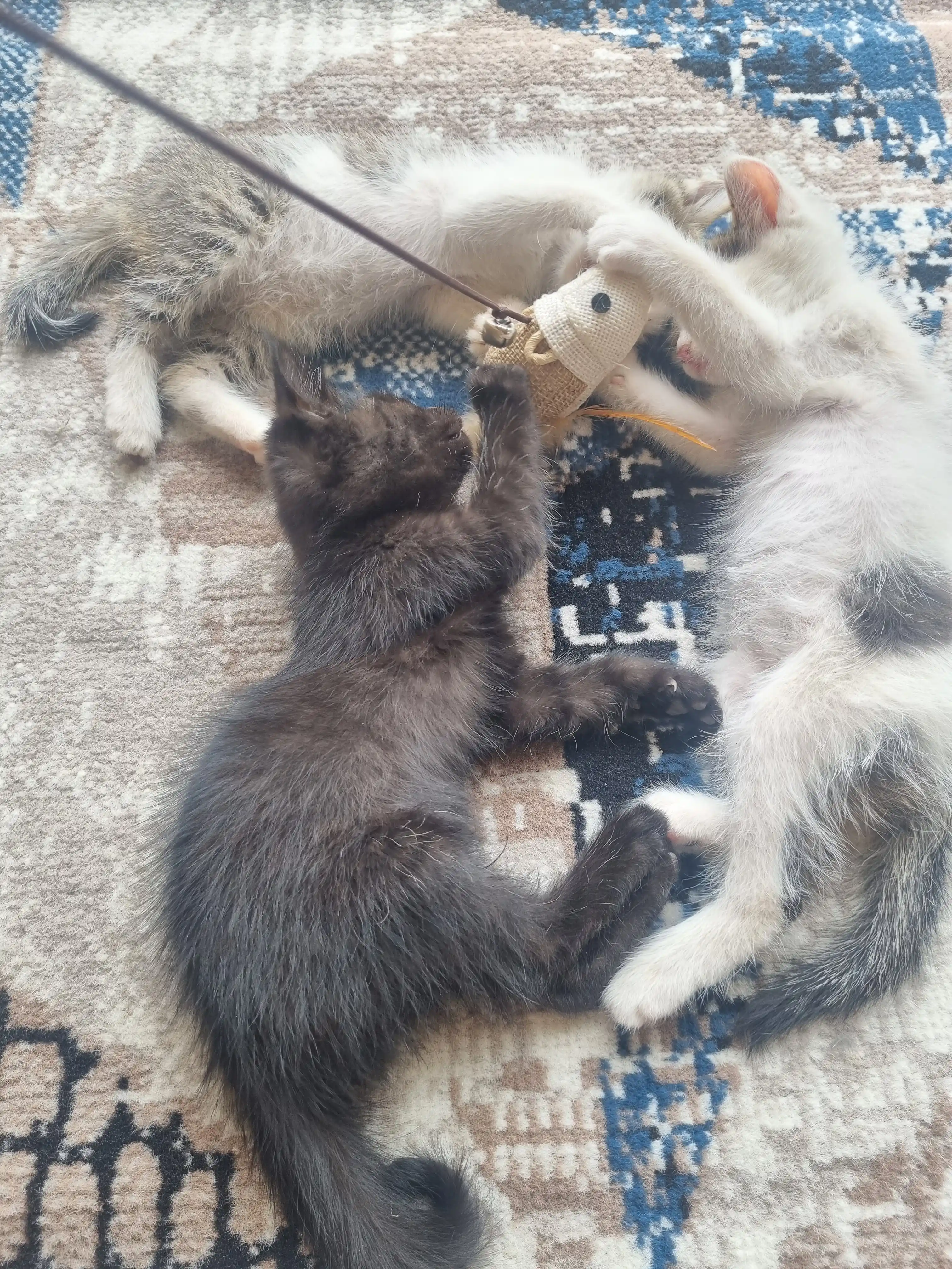Mushuk va mushukchalar uchun o'yinchoq qarmoqcha, draznilka tayog'i