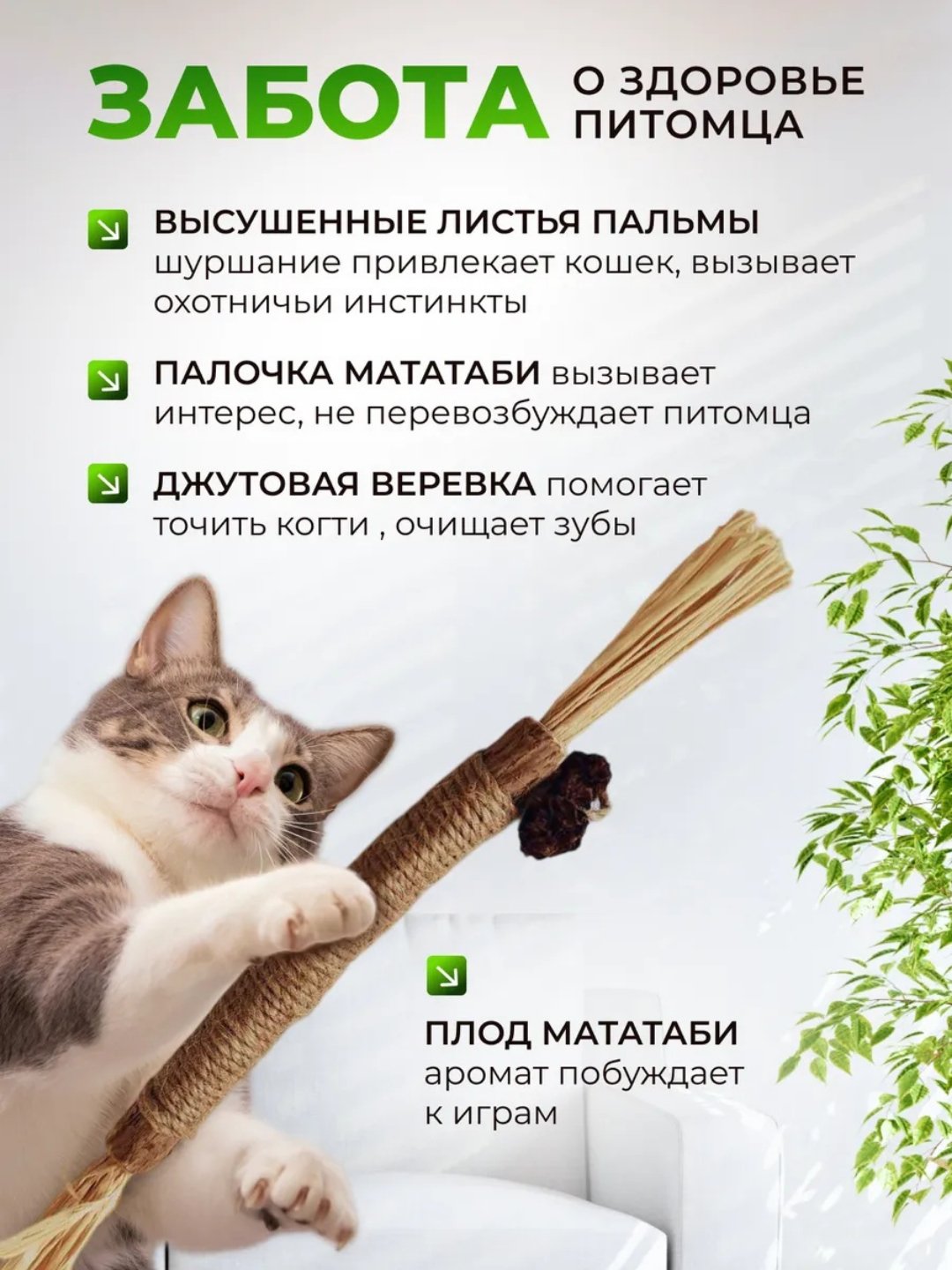 Jinsiy aloqasiz chiroyli yalangoch eshak