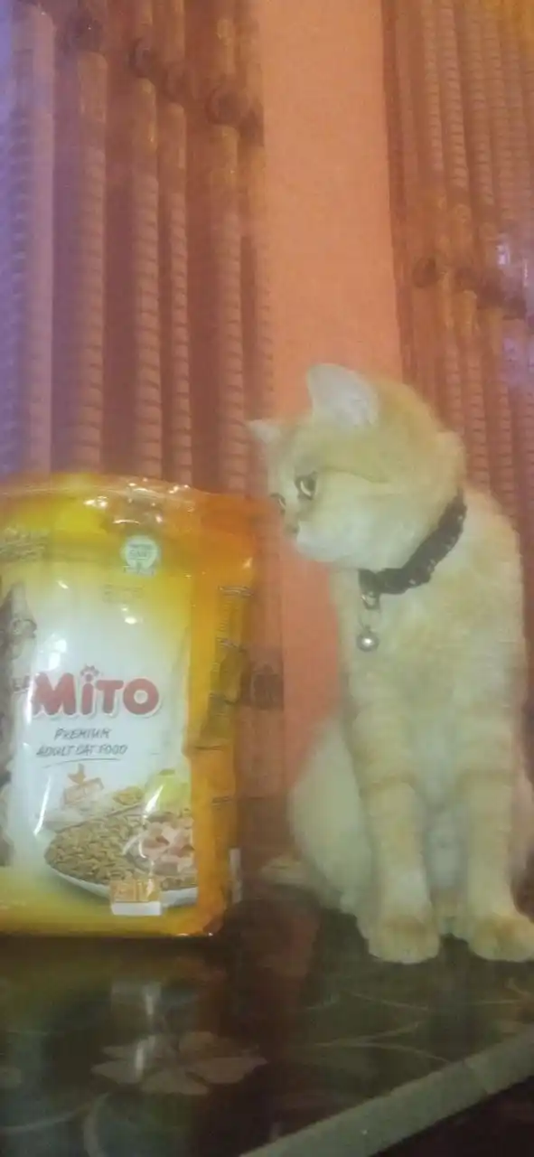 Mito mushuklar uchun quruq yem, tovuq go‘shti bilan, 1 kg
