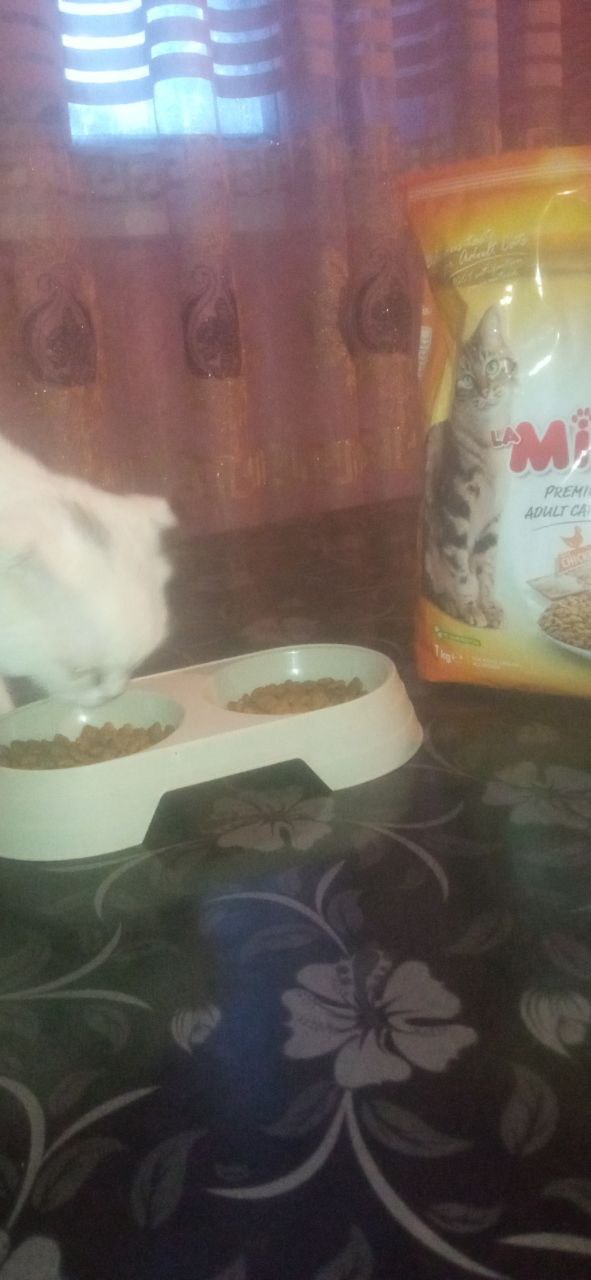 Mito mushuklar uchun quruq yem, tovuq go‘shti bilan, 1 kg