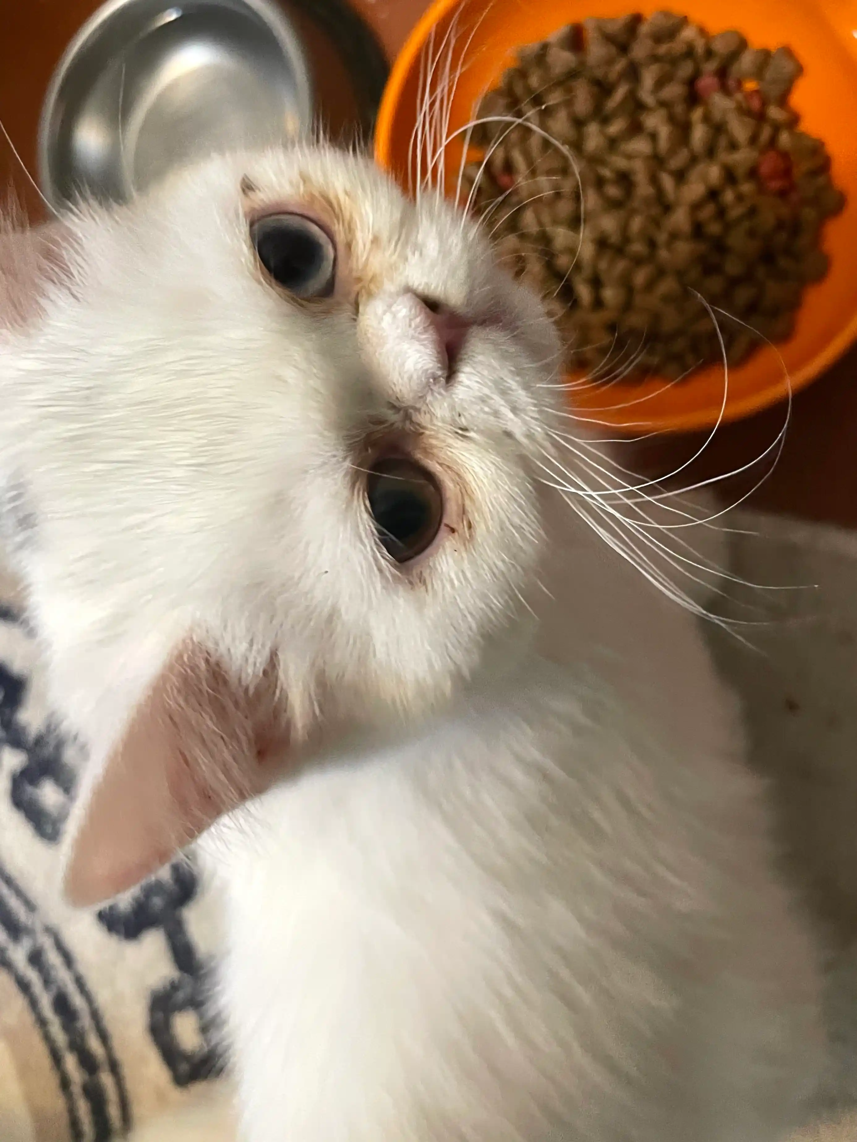 Felix mushukchalar uchun quruq ovqat, tovuq goshtli 600 gr