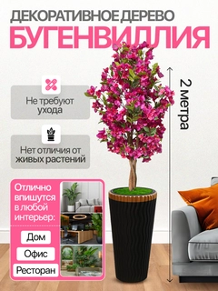Fuksiya