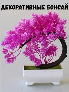 Toʻq pushti