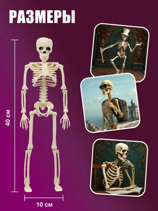 Harakatlanuvchi plastik inson skeleti, osma. O‘lchami 40 sm