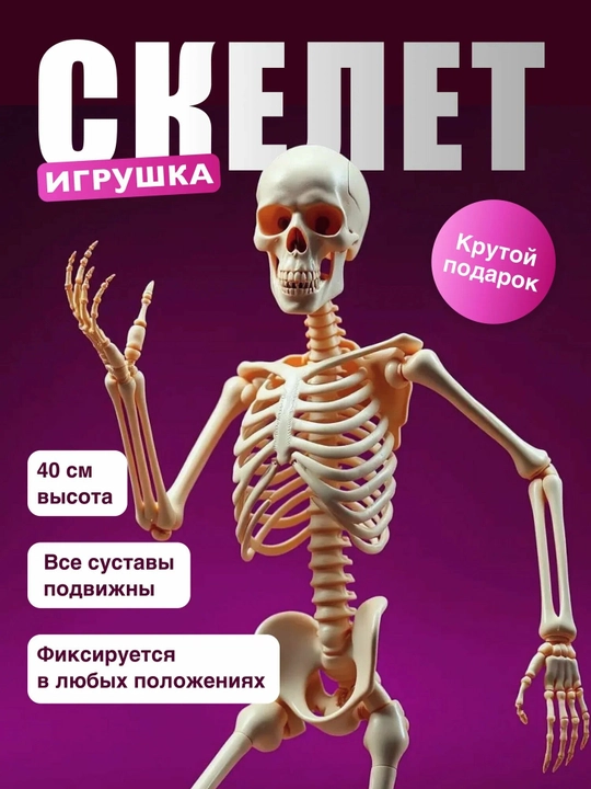 Harakatlanuvchi plastik inson skeleti, osma. O‘lchami 40 sm