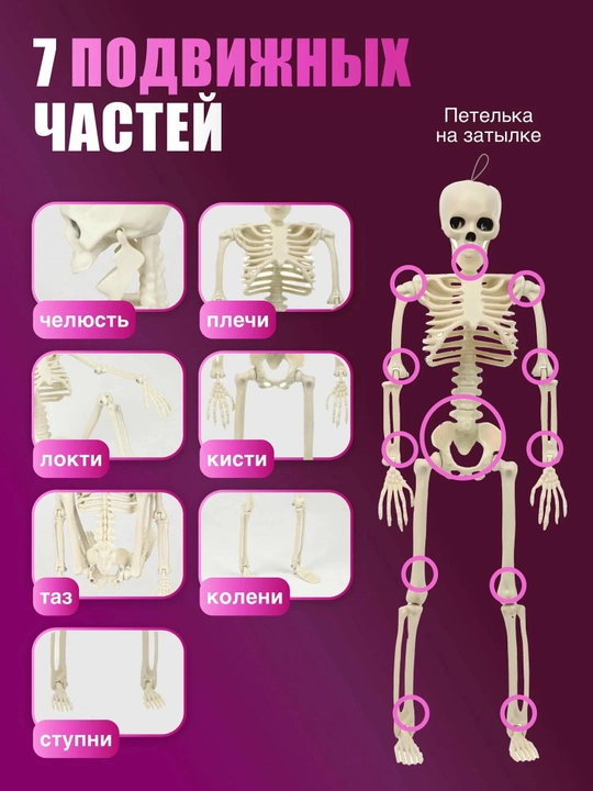Harakatlanuvchi plastik inson skeleti, osma. O‘lchami 40 sm
