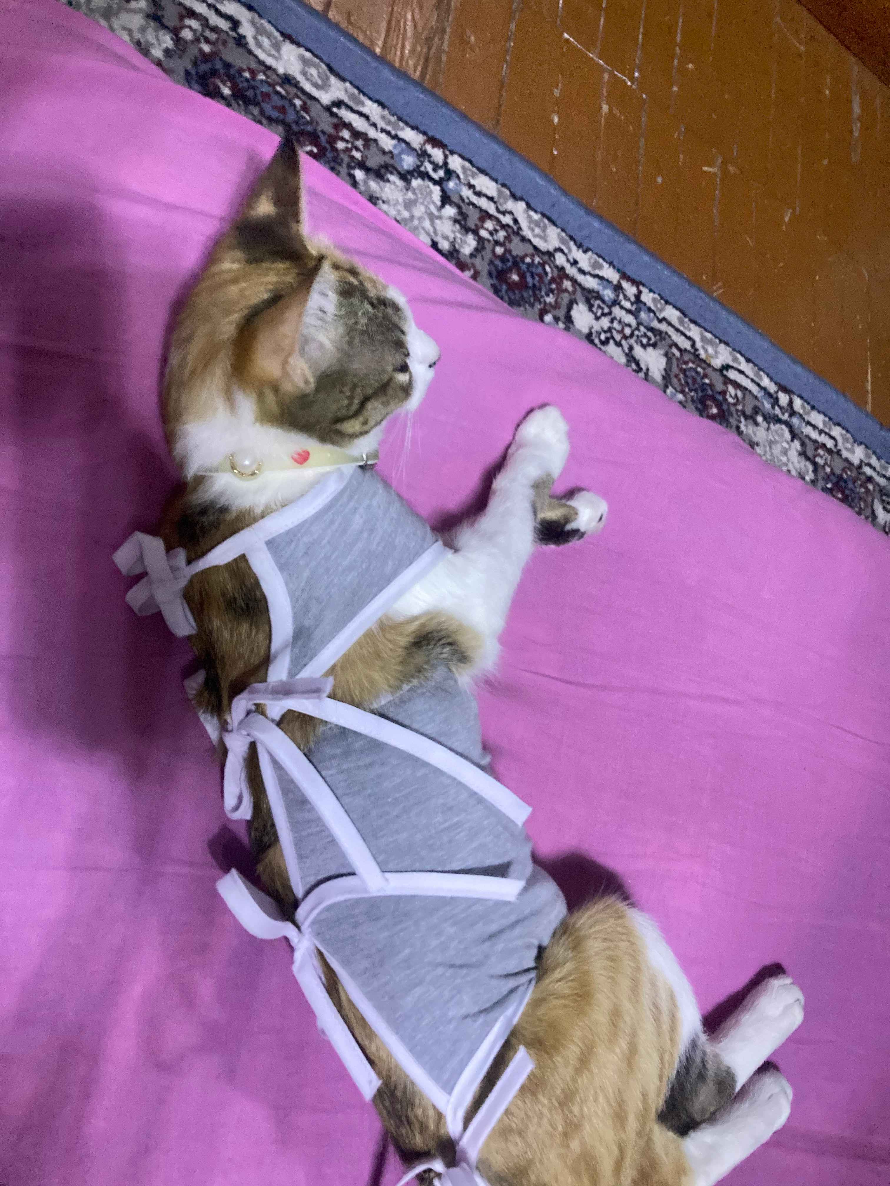 Keksa mushukdagi ruscha konfet Jessi Jeyn ishtirokidagi toliq metrajli porno film