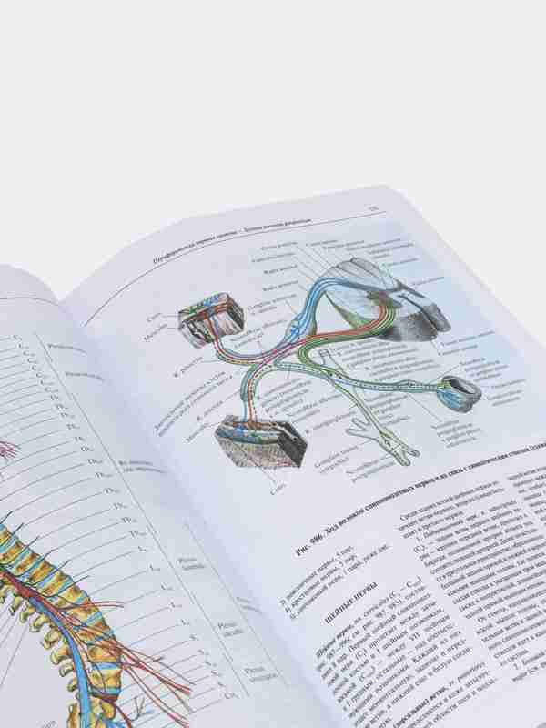 Inson tanasining jinsiy anatomiyasi atlas