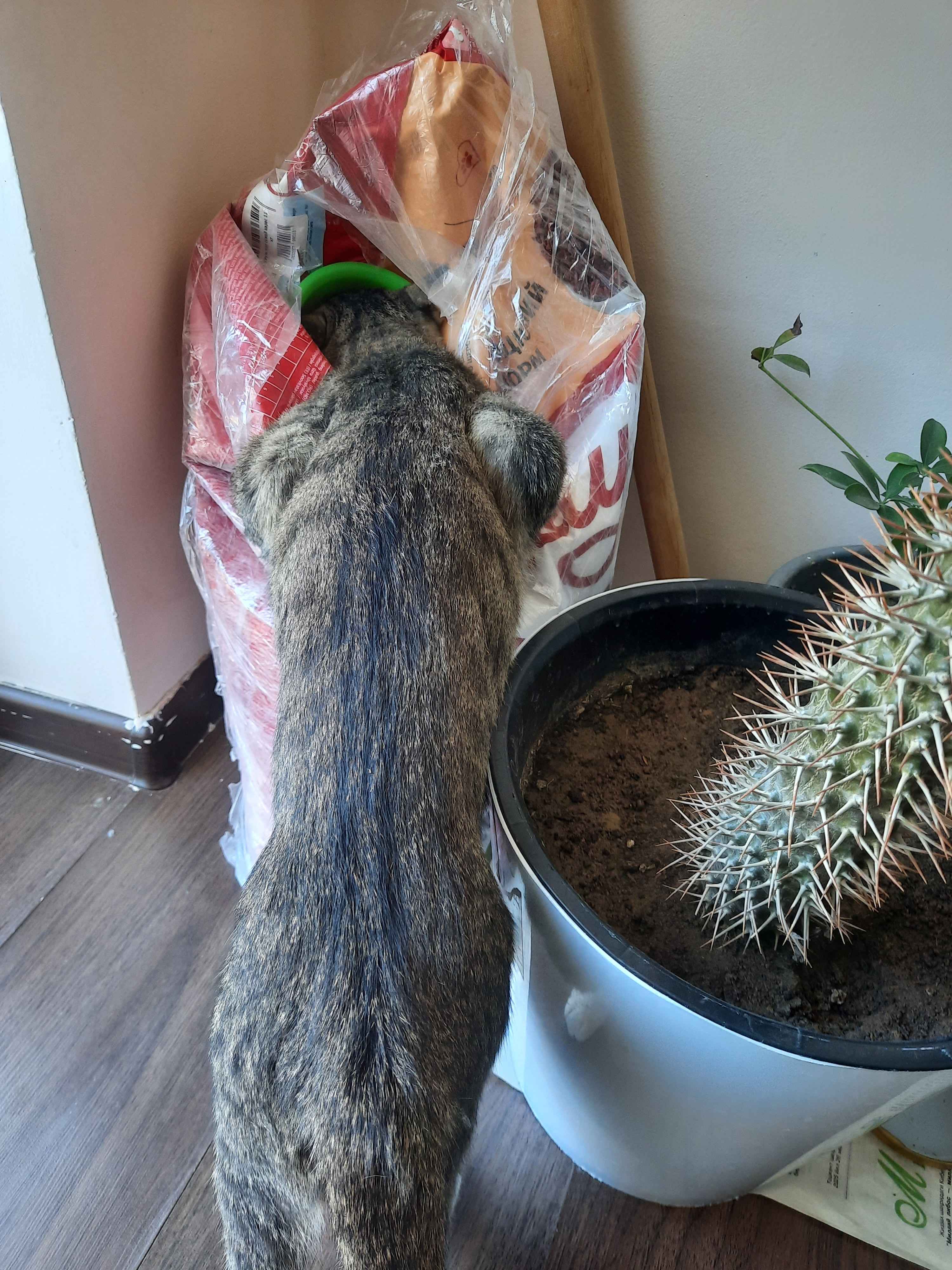 Ular onlayn porno kateterimga kateter yopishtirishdi